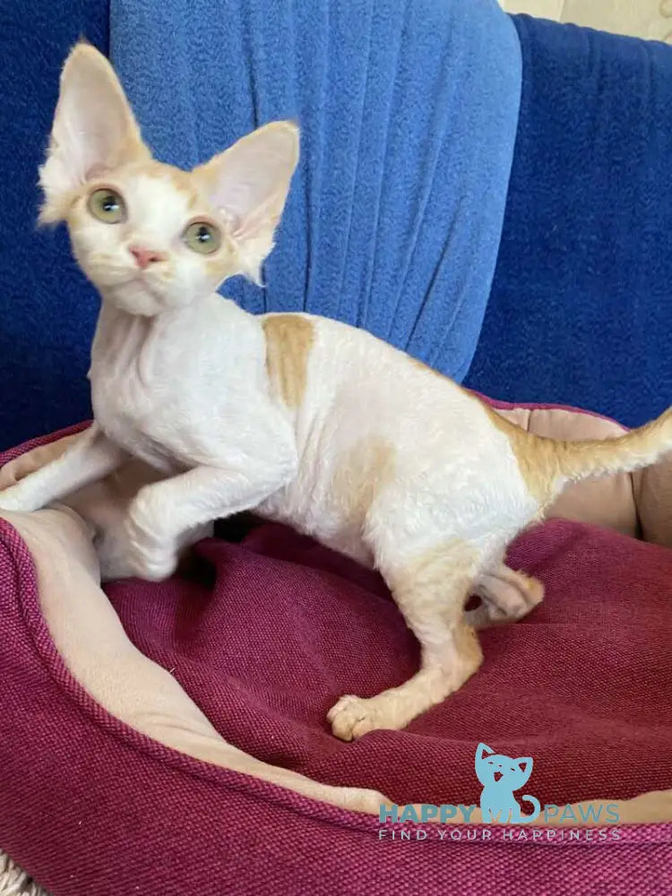 Quinn Devon Rex female red harlequin live animals