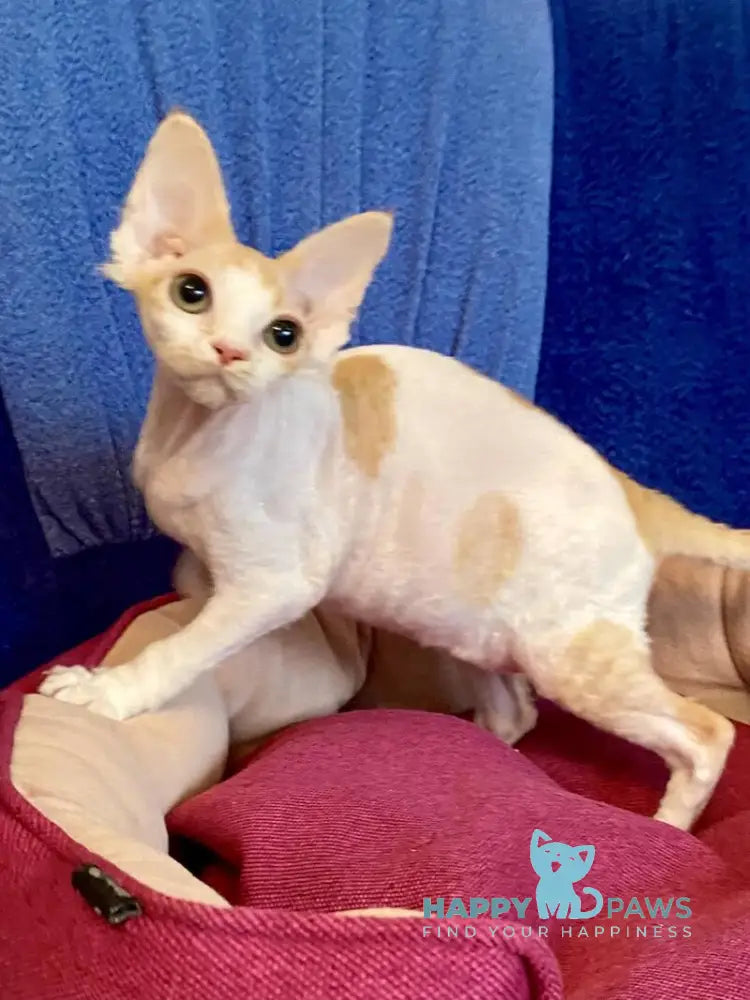 Quinn Devon Rex female red harlequin live animals