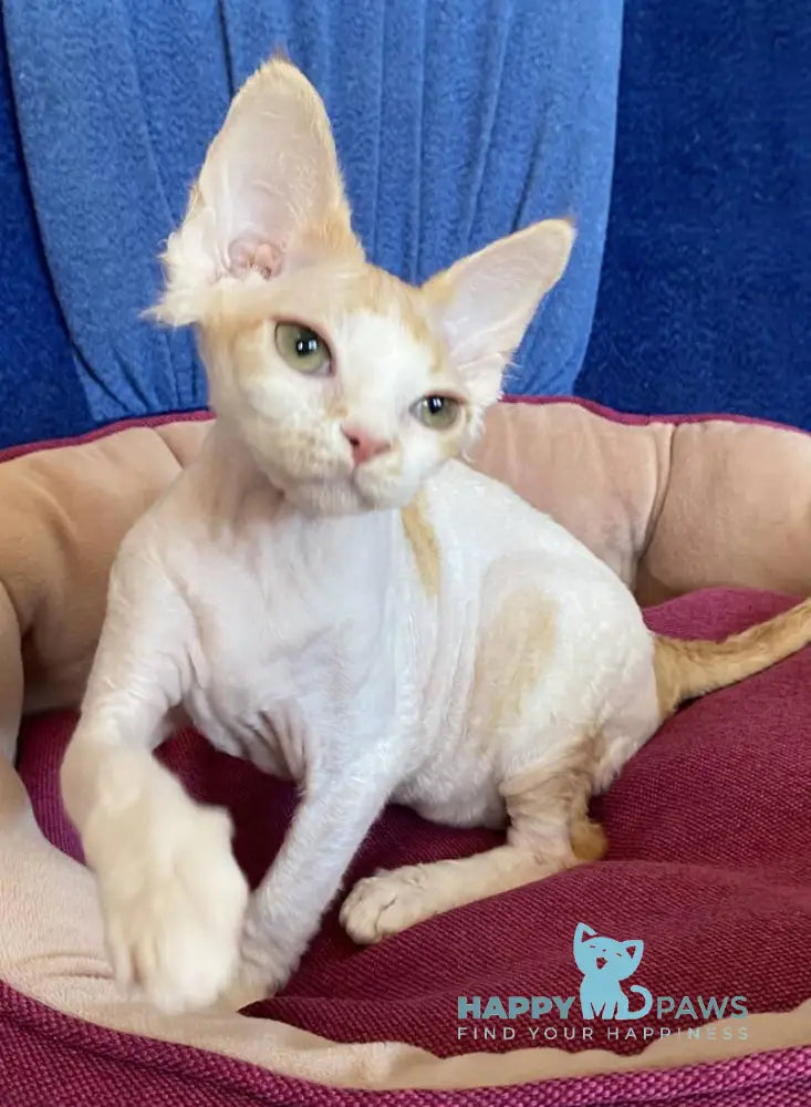 Quinn Devon Rex female red harlequin live animals