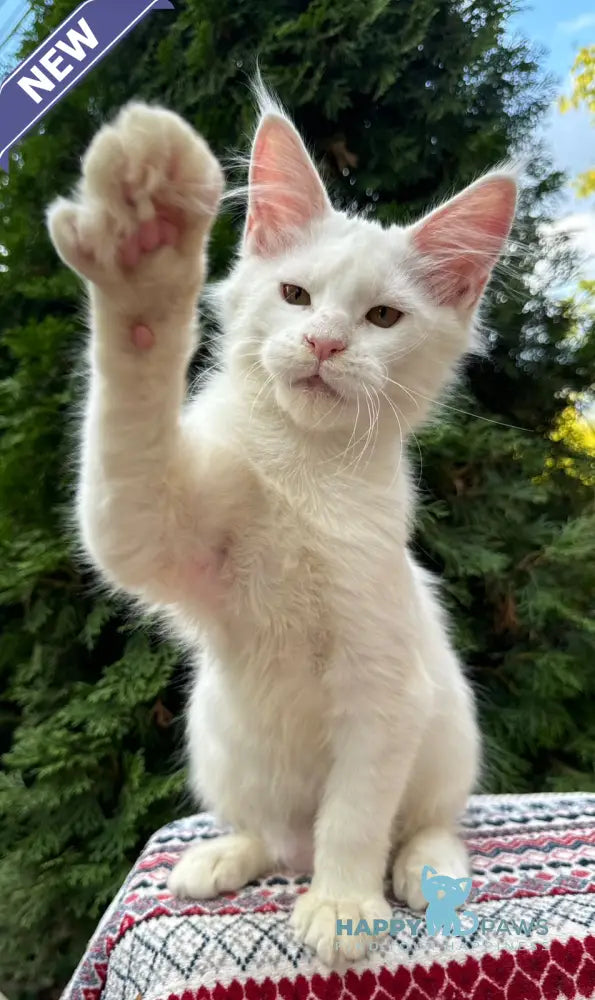 Quinn Maine Coon female white live animals
