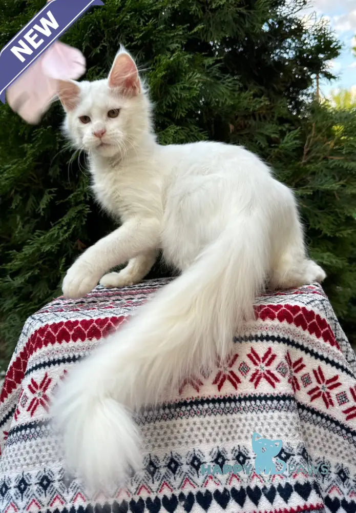 Quinn Maine Coon female white live animals