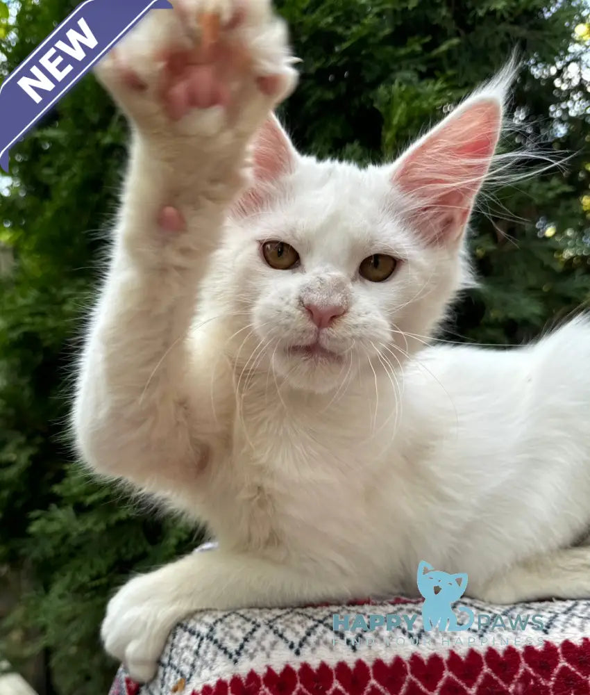 Quinn Maine Coon female white live animals