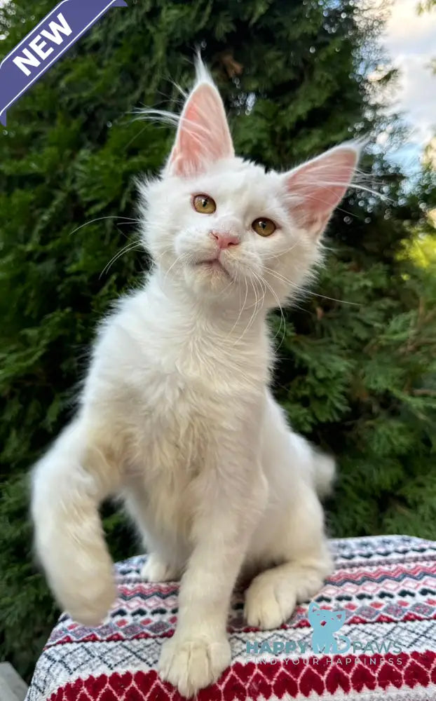 Quinn Maine Coon female white live animals
