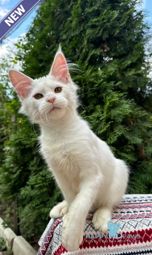 Quinn Maine Coon female white live animals