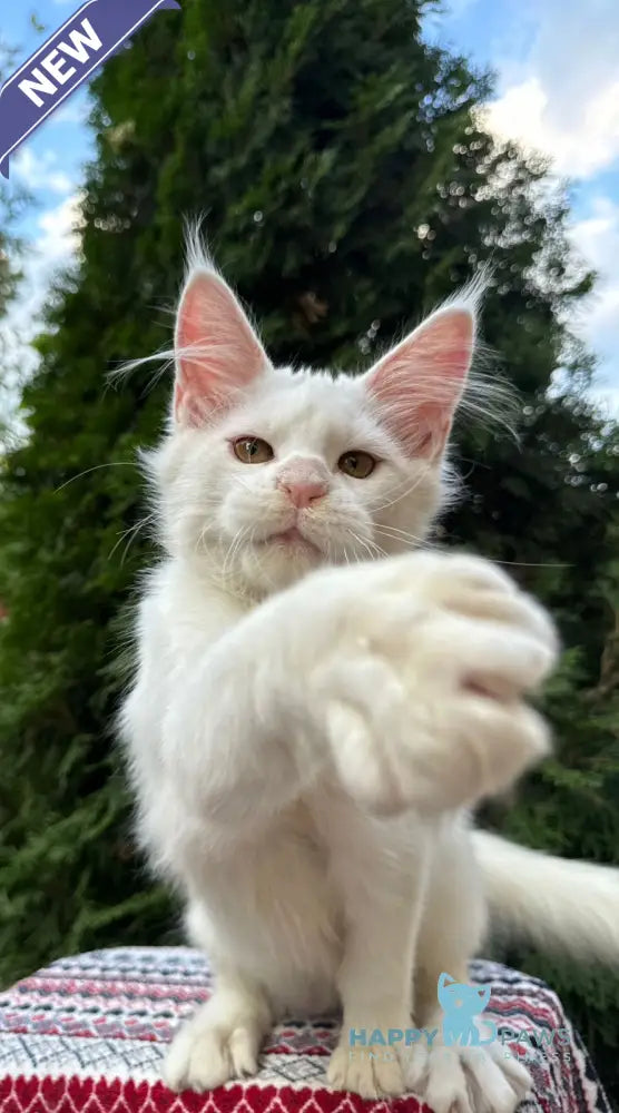 Quinn Maine Coon female white live animals
