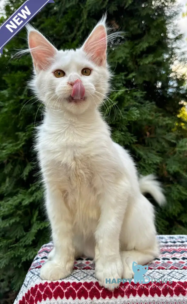 Quinn Maine Coon female white live animals