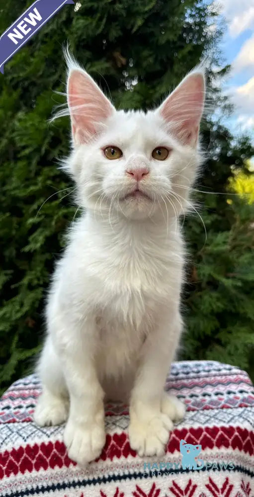 Quinn Maine Coon female white live animals