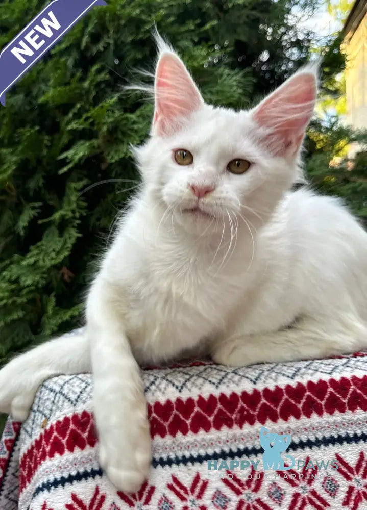 Quinn Maine Coon female white live animals