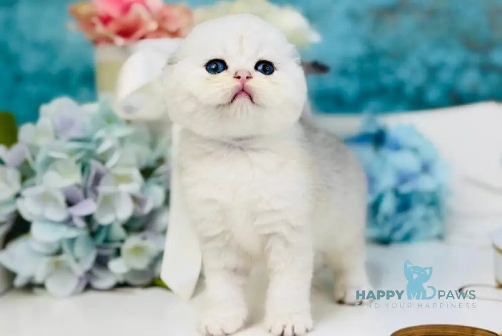 Quinn Scottish Fold female black silver shaded live animals