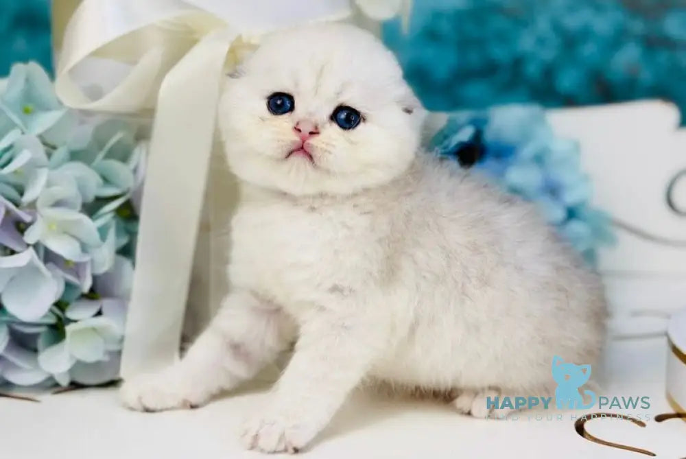 Quinn Scottish Fold female black silver shaded live animals