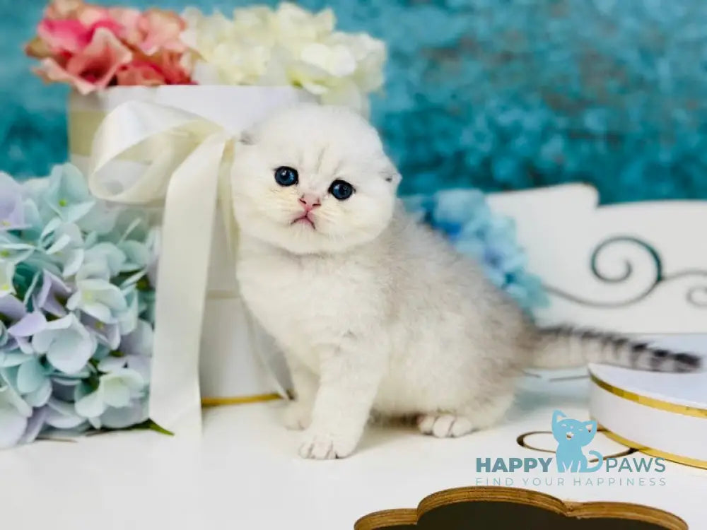 Quinn Scottish Fold female black silver shaded live animals