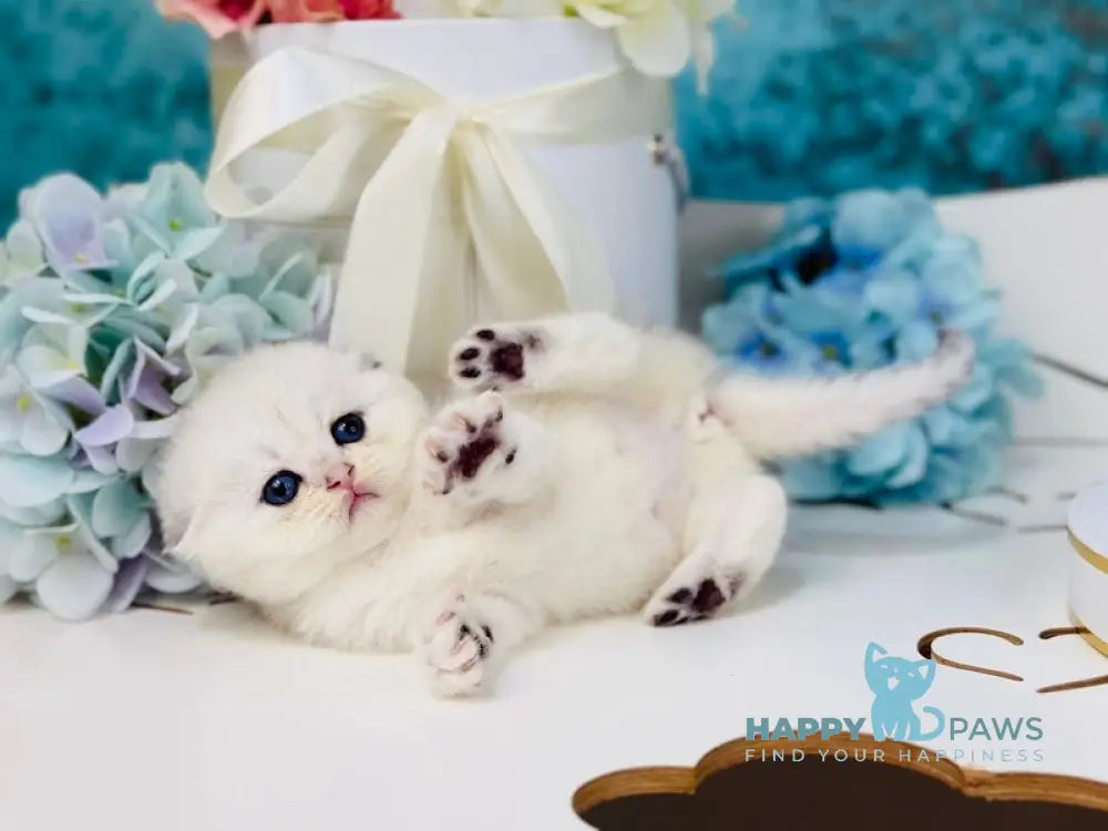 Quinn Scottish Fold female black silver shaded live animals