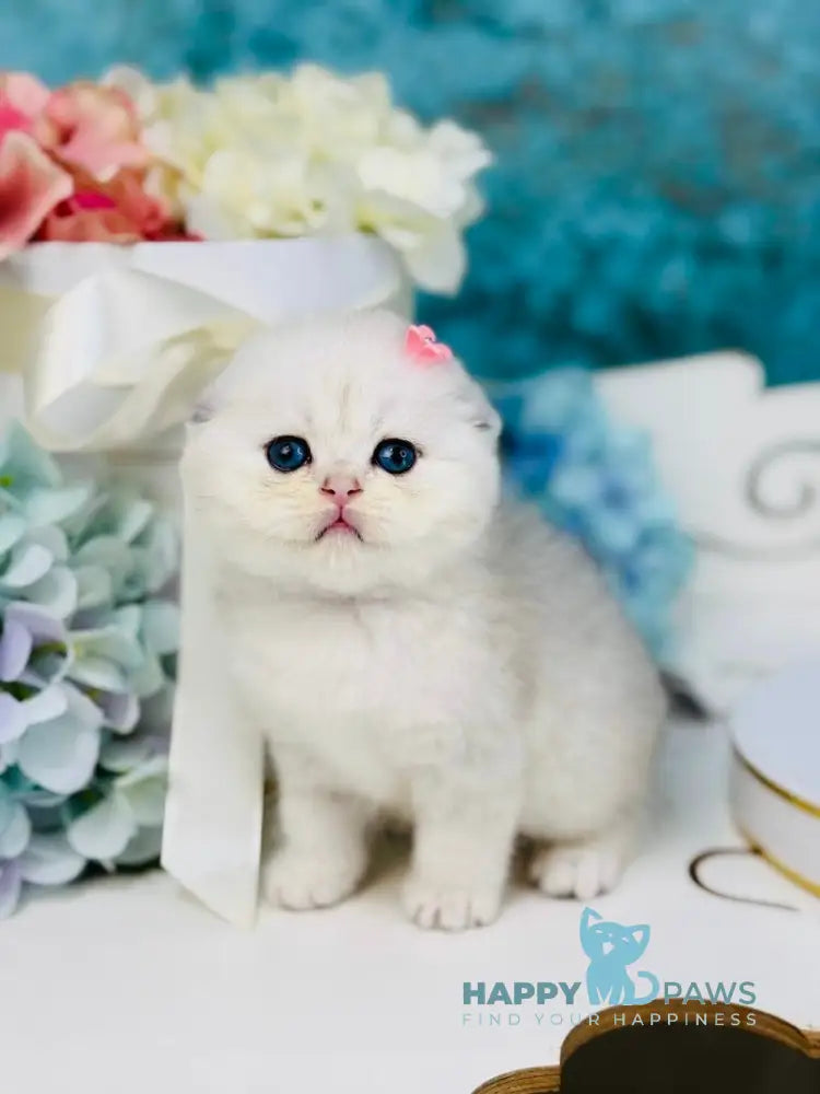 Quinn Scottish Fold female black silver shaded live animals