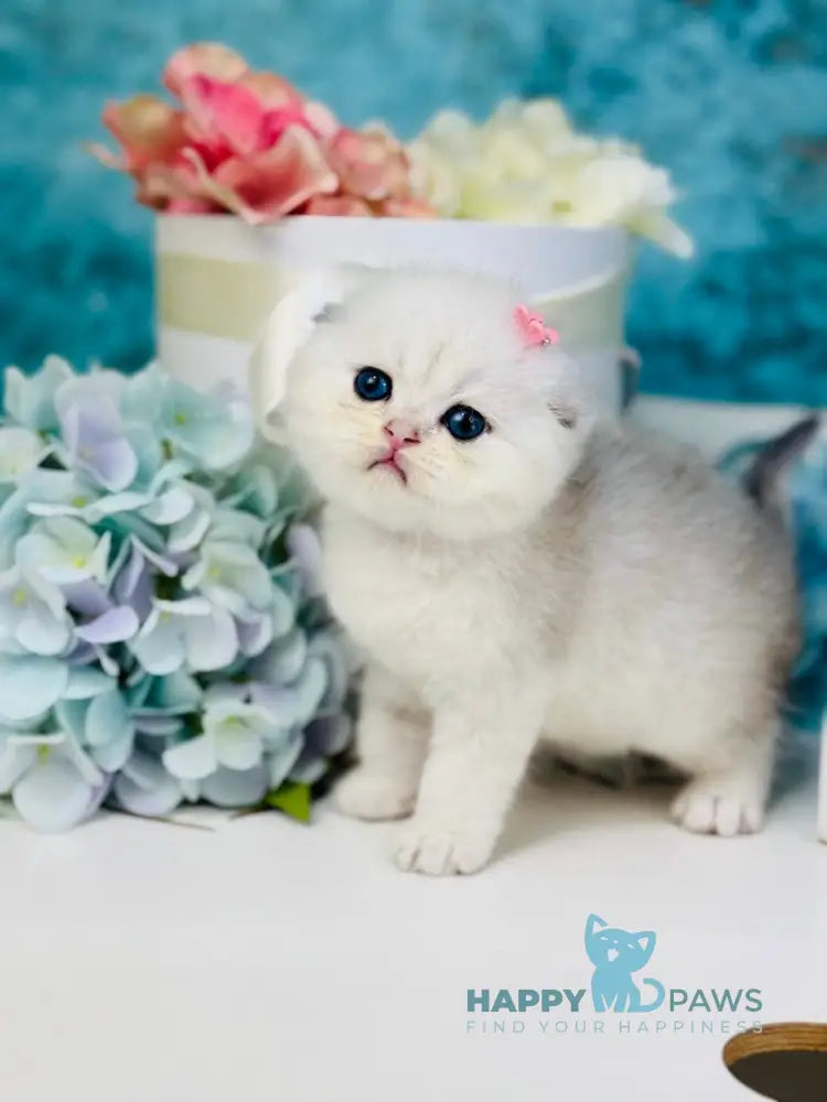 Quinn Scottish Fold female black silver shaded live animals