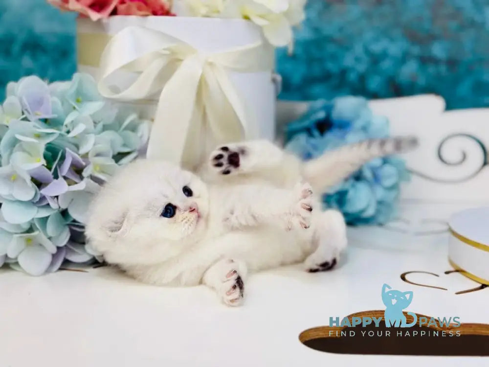 Quinn Scottish Fold female black silver shaded live animals