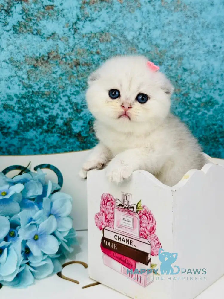 Quinn Scottish Fold female black silver shaded live animals