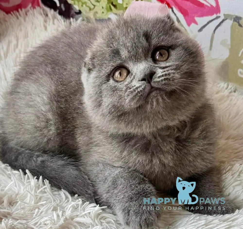 Quinnly Scottish Fold female blue live animals