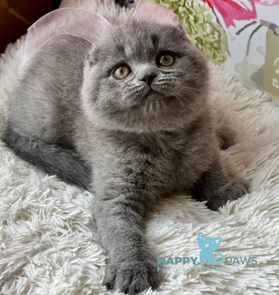 Quinnly Scottish Fold female blue live animals