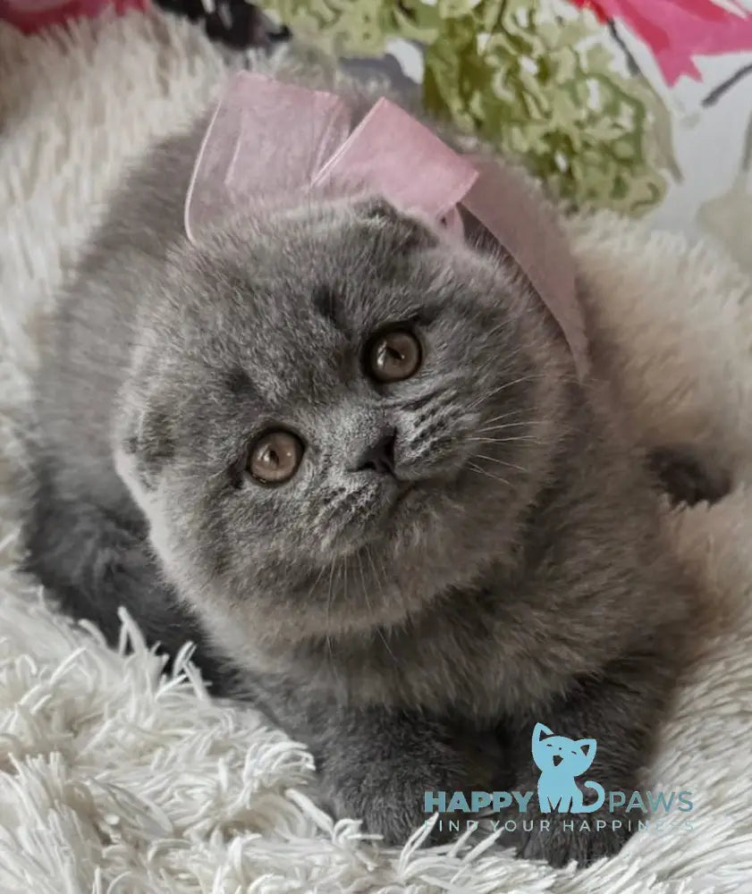 Quinnly Scottish Fold female blue live animals