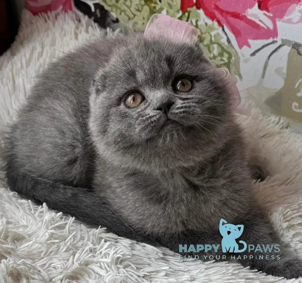 Quinnly Scottish Fold female blue live animals