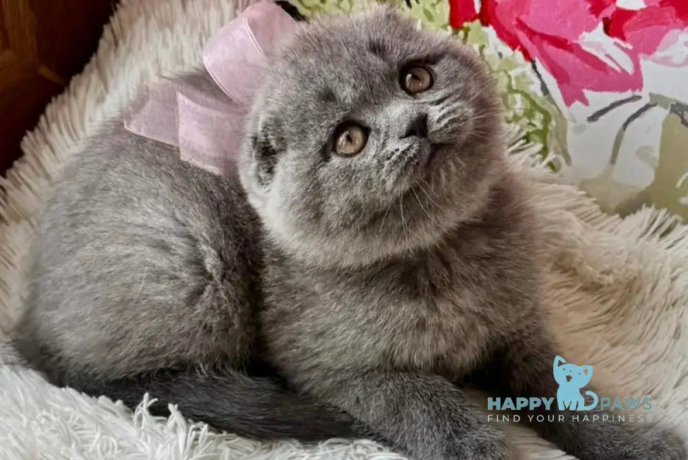 Quinnly Scottish Fold female blue live animals