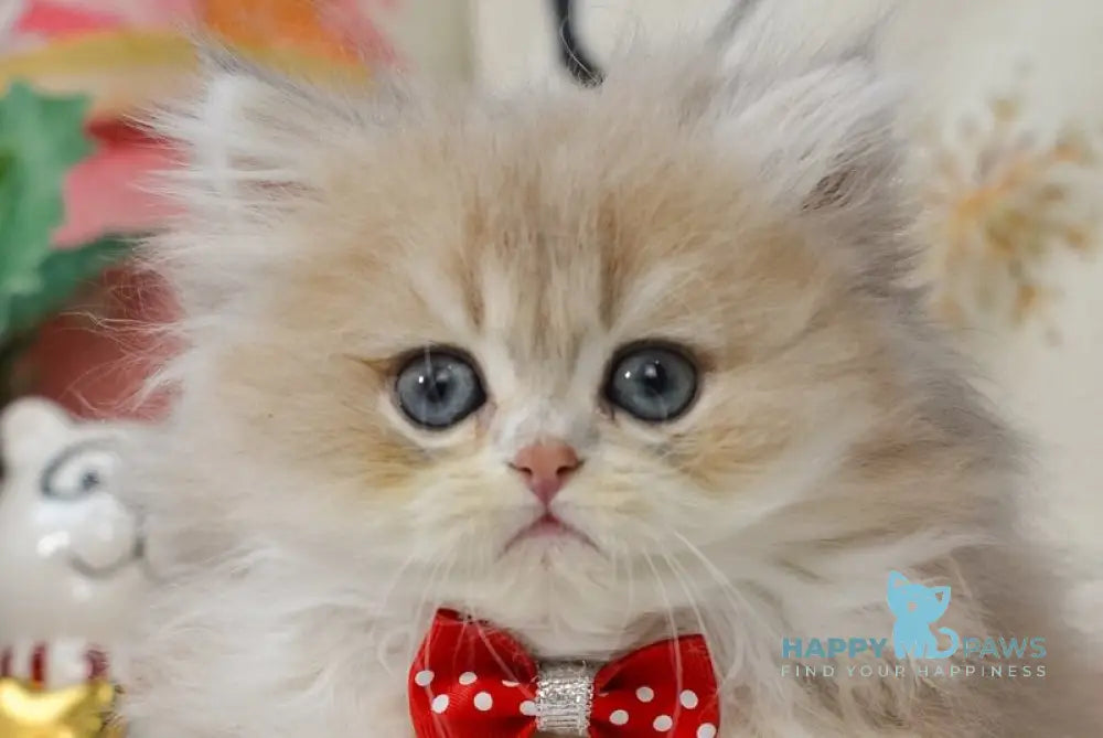 Quino British Longhair male blue golden shaded live animals