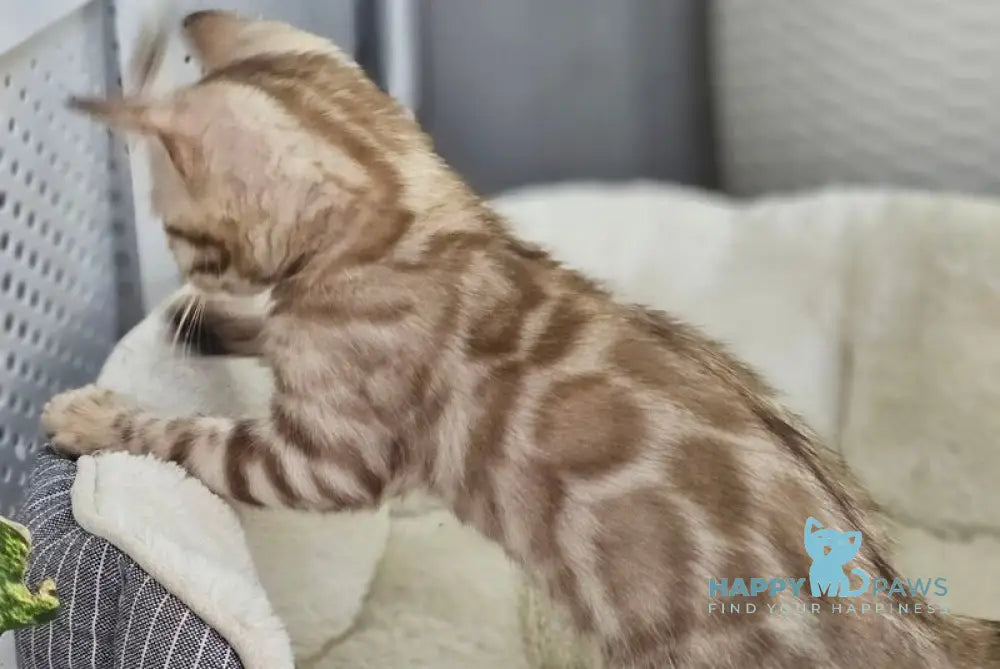 Quint Bengal male black spotted tabby pointed - live animals
