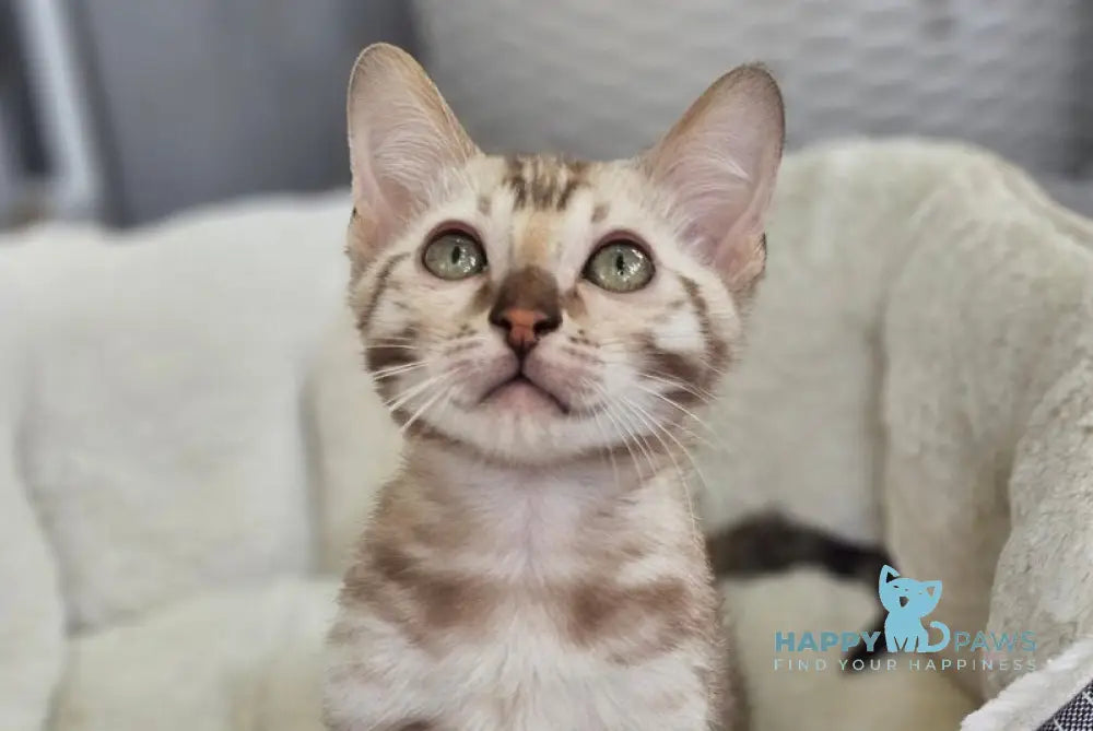 Quint Bengal male black spotted tabby pointed - live animals