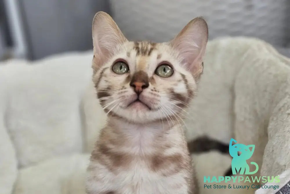 Quint Bengal male black spotted tabby pointed - live animals