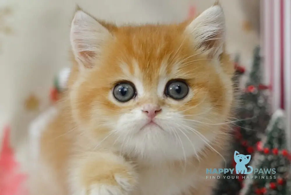 Quint British Shorthair male black golden chinchilla live animals