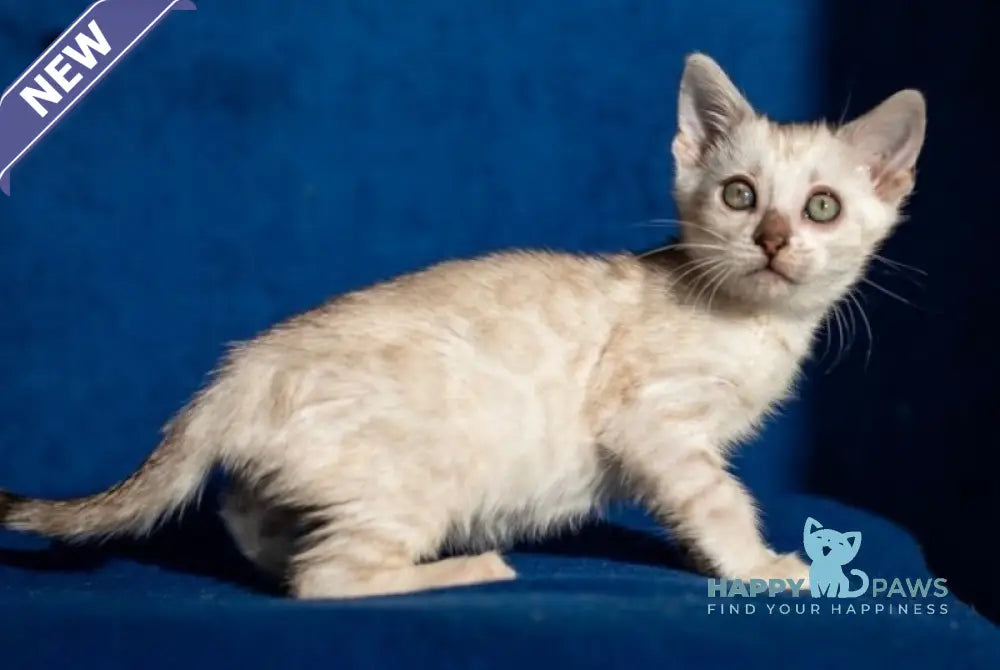 Quinta Bengal female black silver pointed spotted tabby live animals