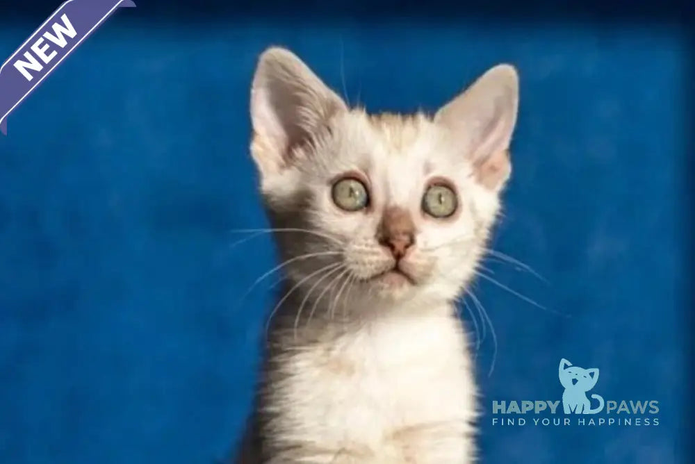 Quinta Bengal female black silver pointed spotted tabby live animals