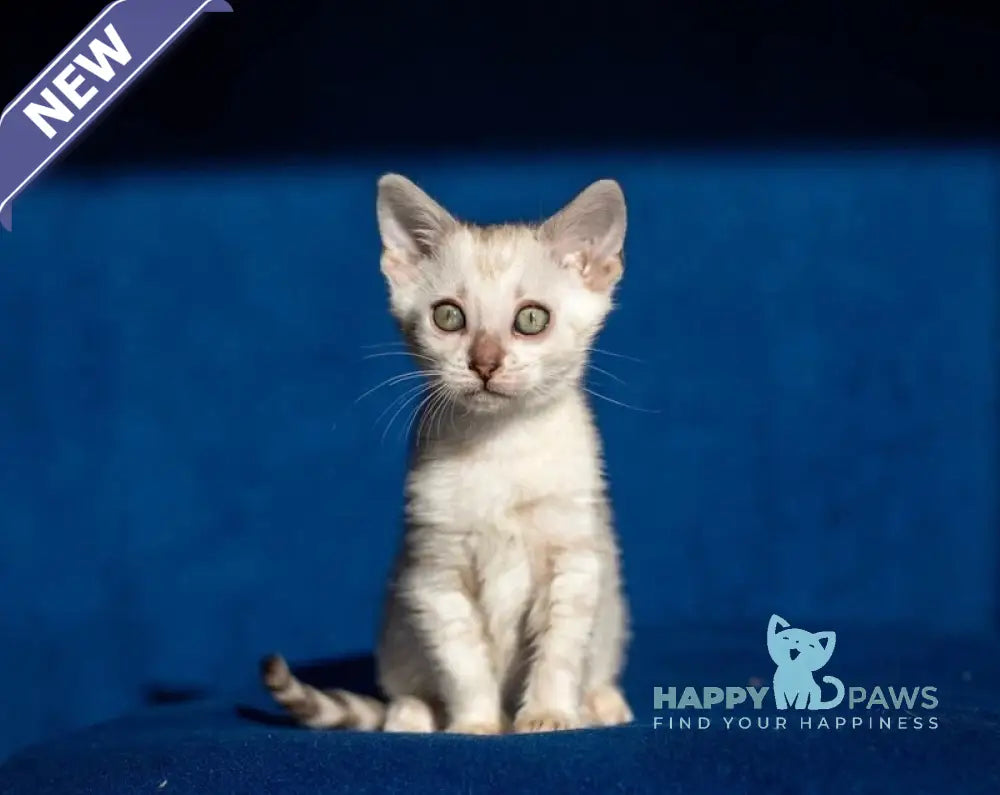 Quinta Bengal female black silver pointed spotted tabby live animals