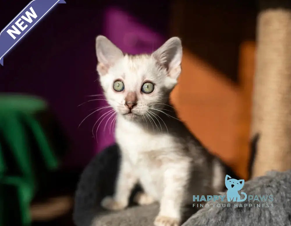 Quinta Bengal female black silver pointed spotted tabby live animals