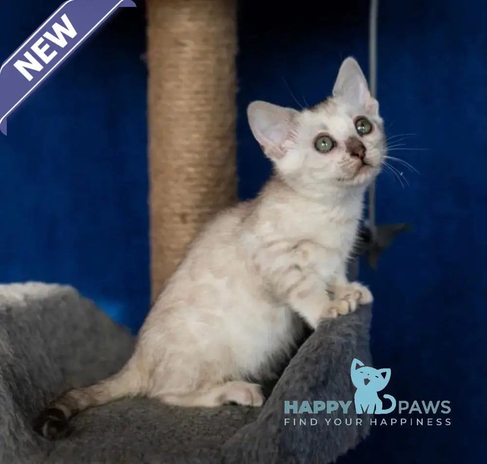 Quinta Bengal female black silver pointed spotted tabby live animals