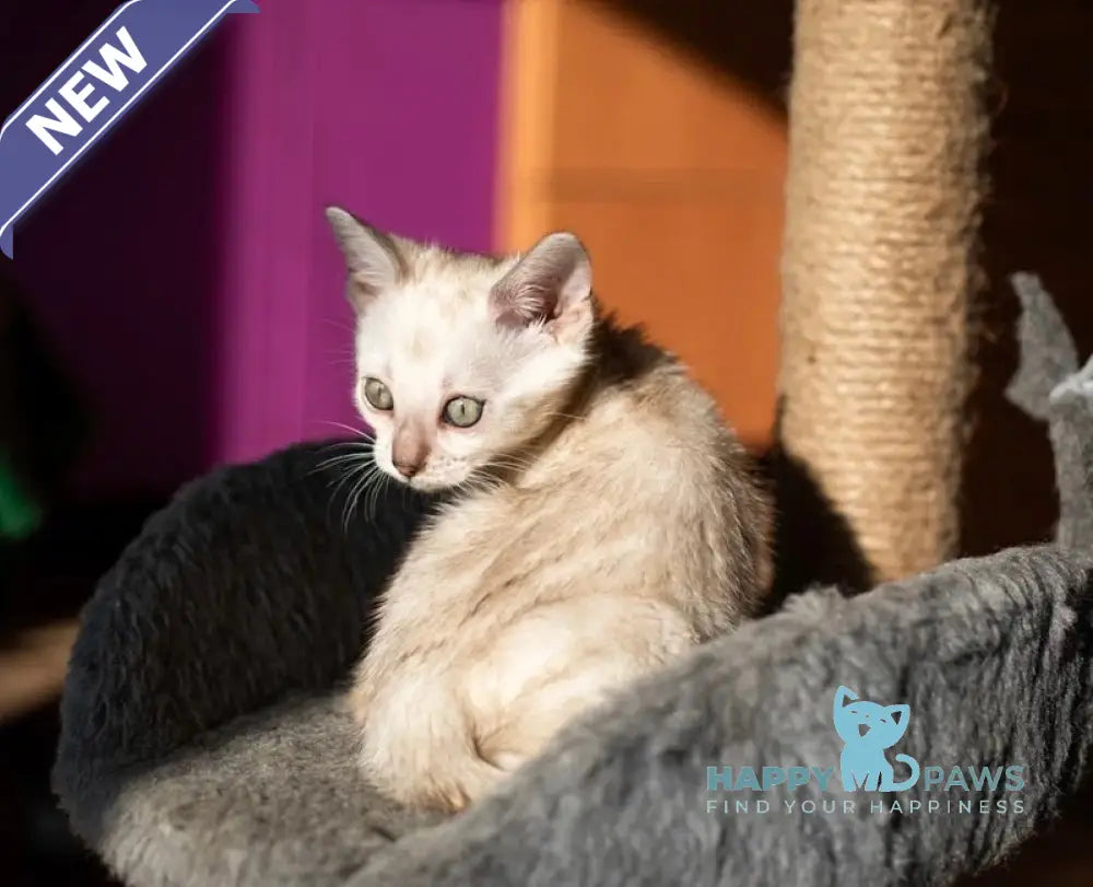 Quinta Bengal female black silver pointed spotted tabby live animals