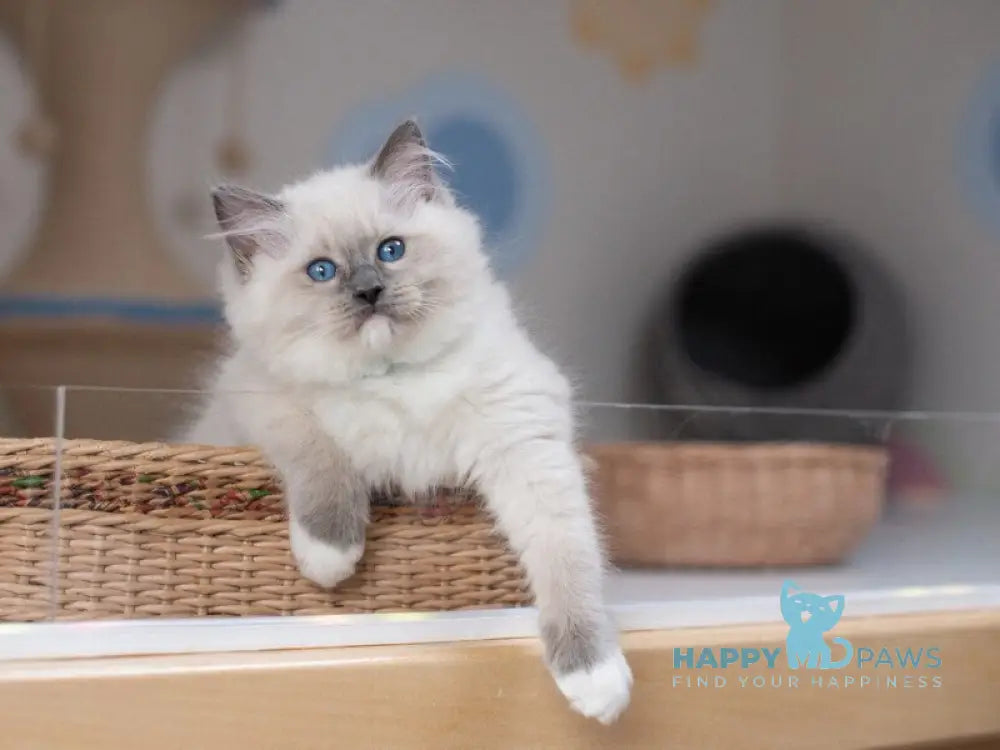 Quinta Ragdoll male blue mitted live animals