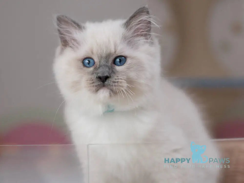 Quinta Ragdoll male blue mitted live animals