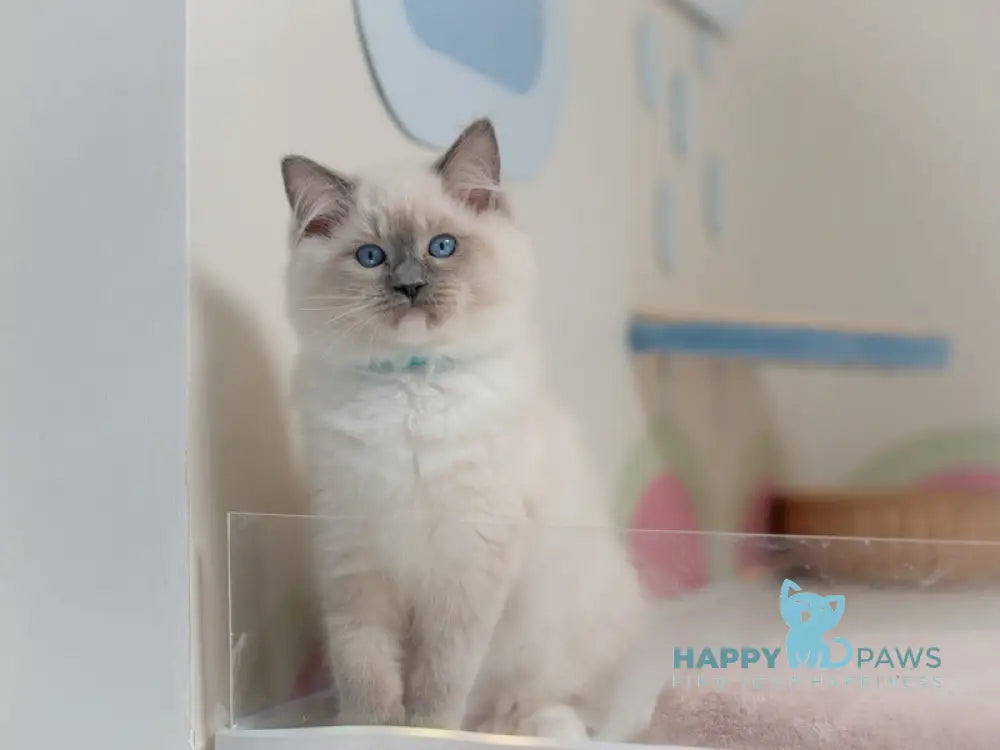 Quinta Ragdoll male blue mitted live animals
