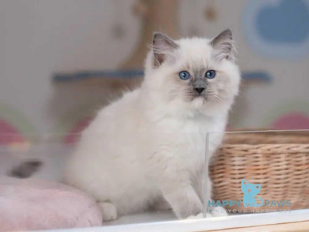 Quinta Ragdoll male blue mitted live animals
