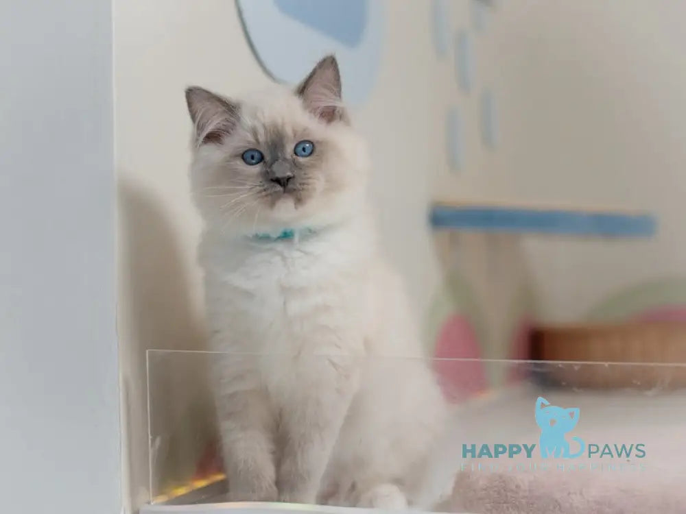Quinta Ragdoll male blue mitted live animals