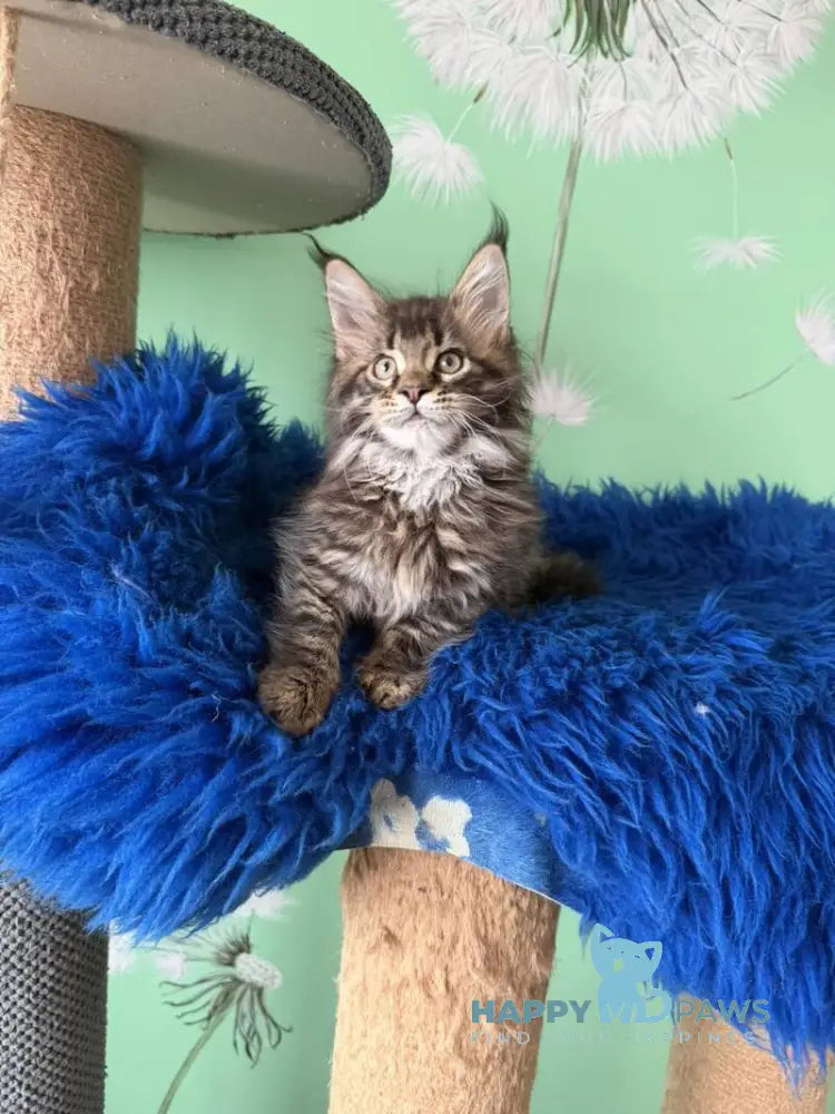 Quintana Maine Coon male black spotted tabby live animals