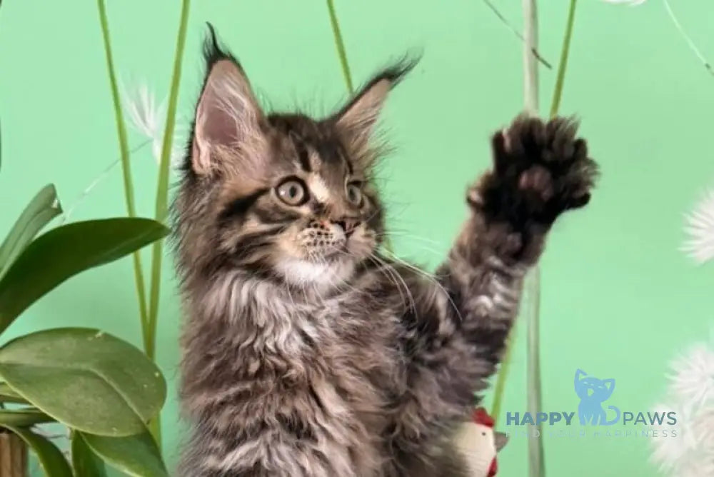 Quintana Maine Coon male black spotted tabby live animals