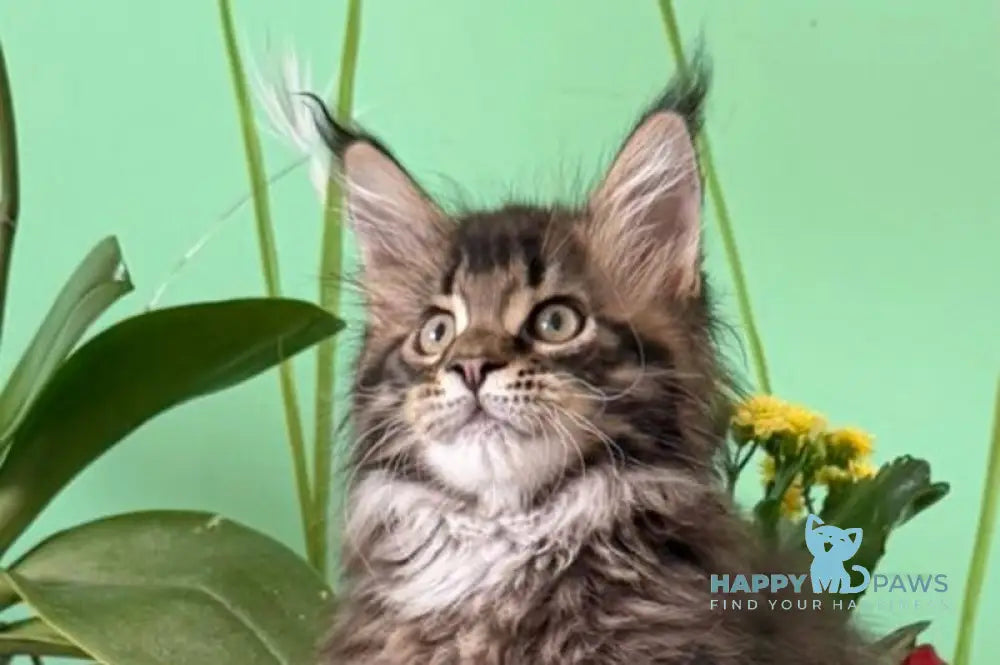 Quintana Maine Coon male black spotted tabby live animals