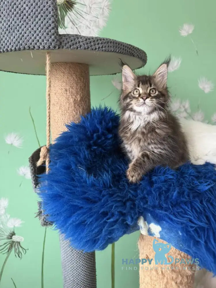 Quintana Maine Coon male black spotted tabby live animals