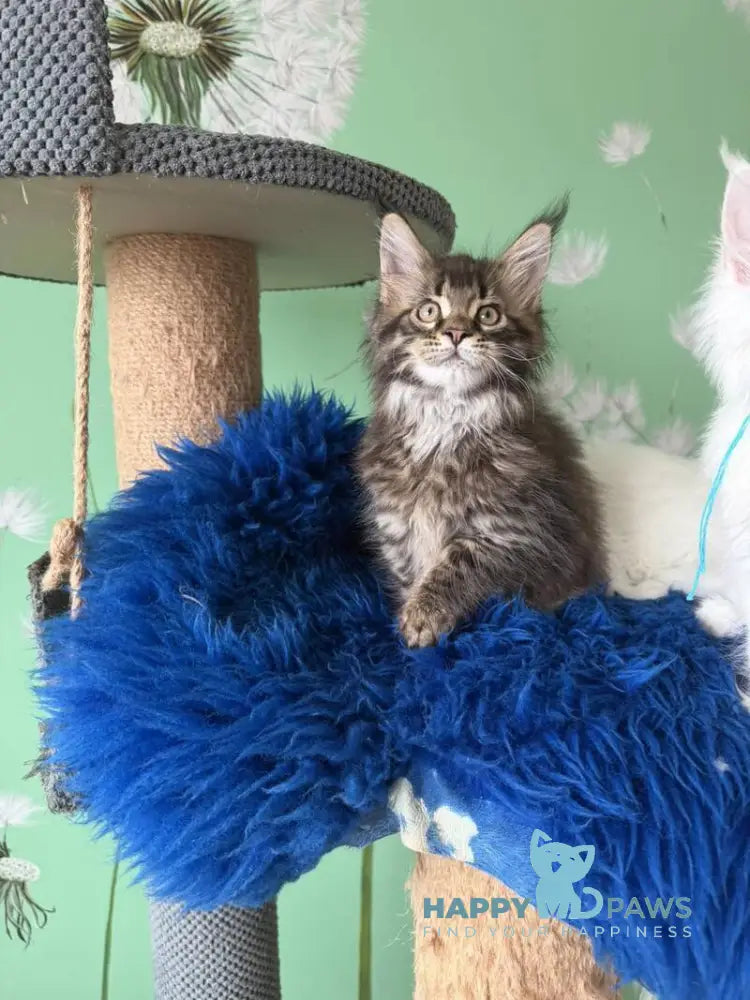 Quintana Maine Coon male black spotted tabby live animals