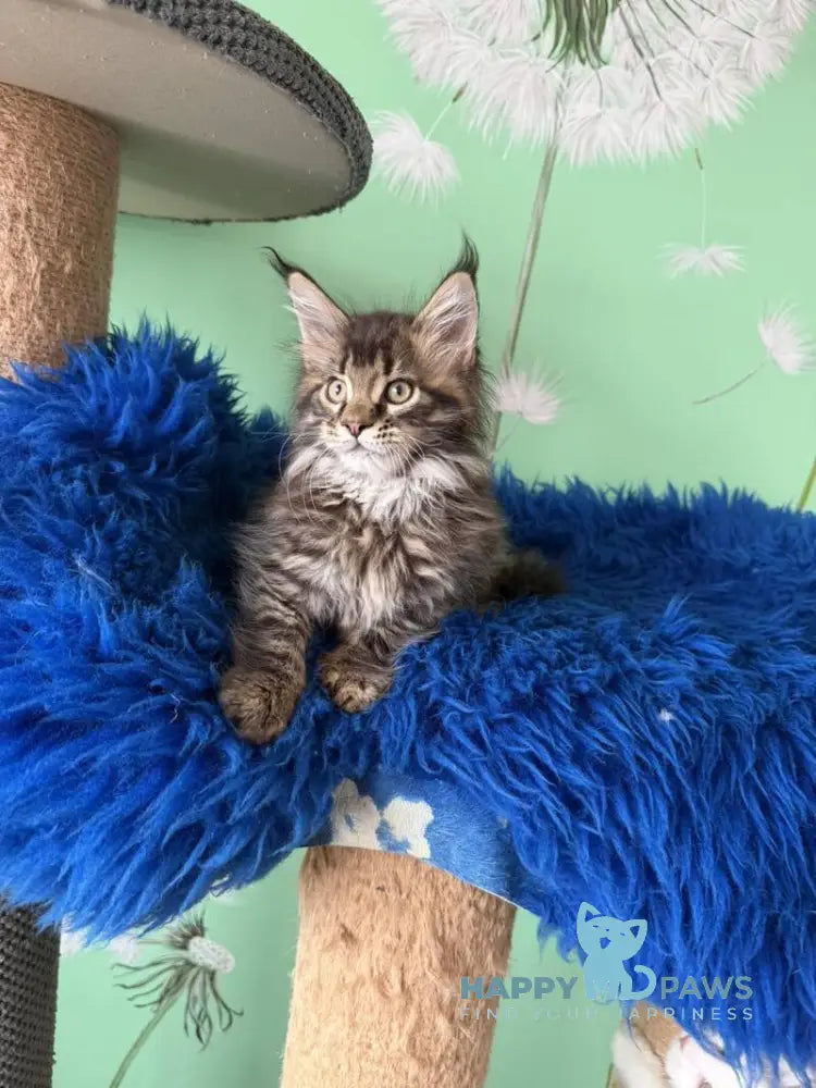 Quintana Maine Coon male black spotted tabby live animals