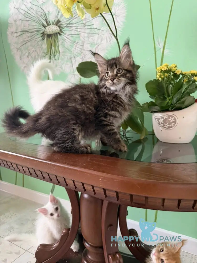 Quintana Maine Coon male black spotted tabby live animals