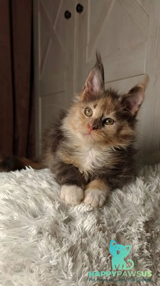 Quintara Maine Coon female blue tortie tabby bicolour live animals