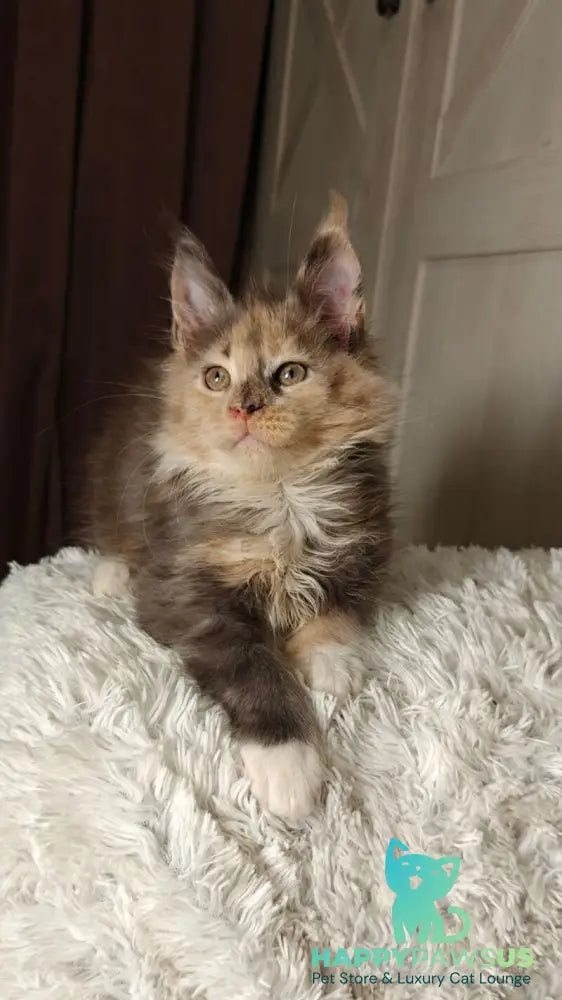 Quintara Maine Coon female blue tortie tabby bicolour live animals